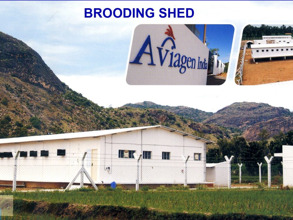 Aviagen Brooding Shed